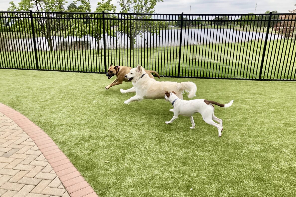 Pet Park amenity image