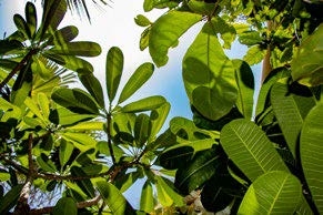 Exotic Gardens amenity image