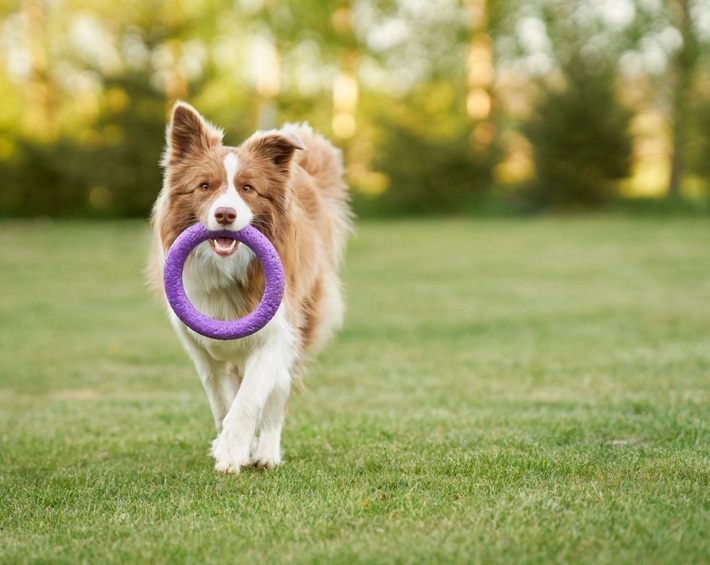 The Pet Park amenity image