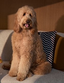 Dog Park amenity image