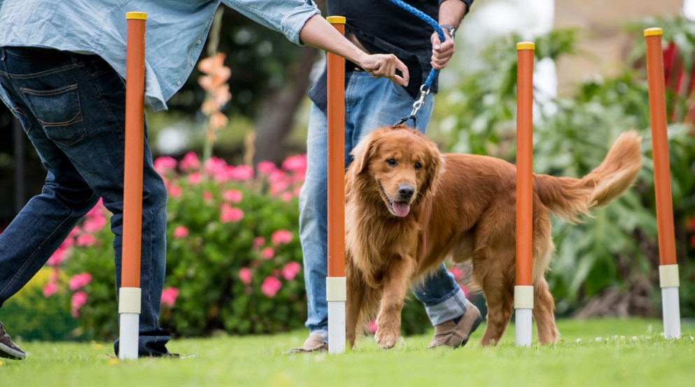 Park zone amenity image