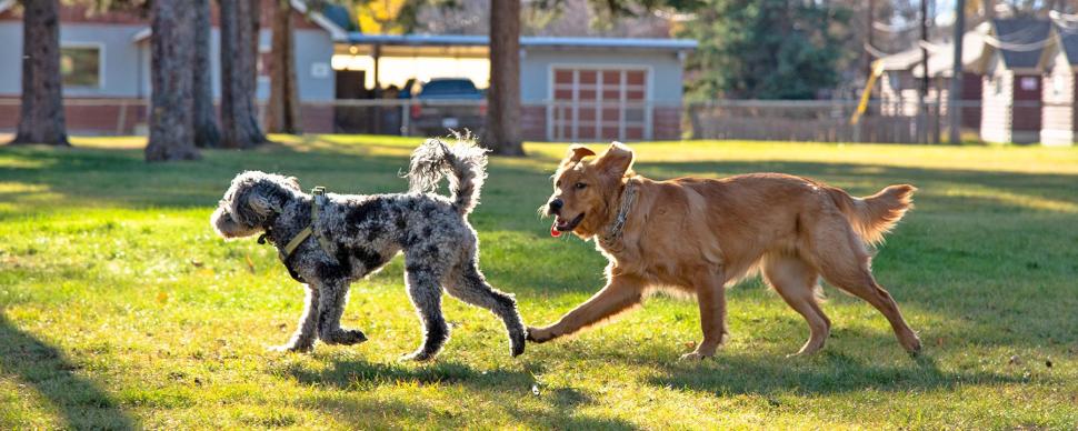 Pets Area amenity image