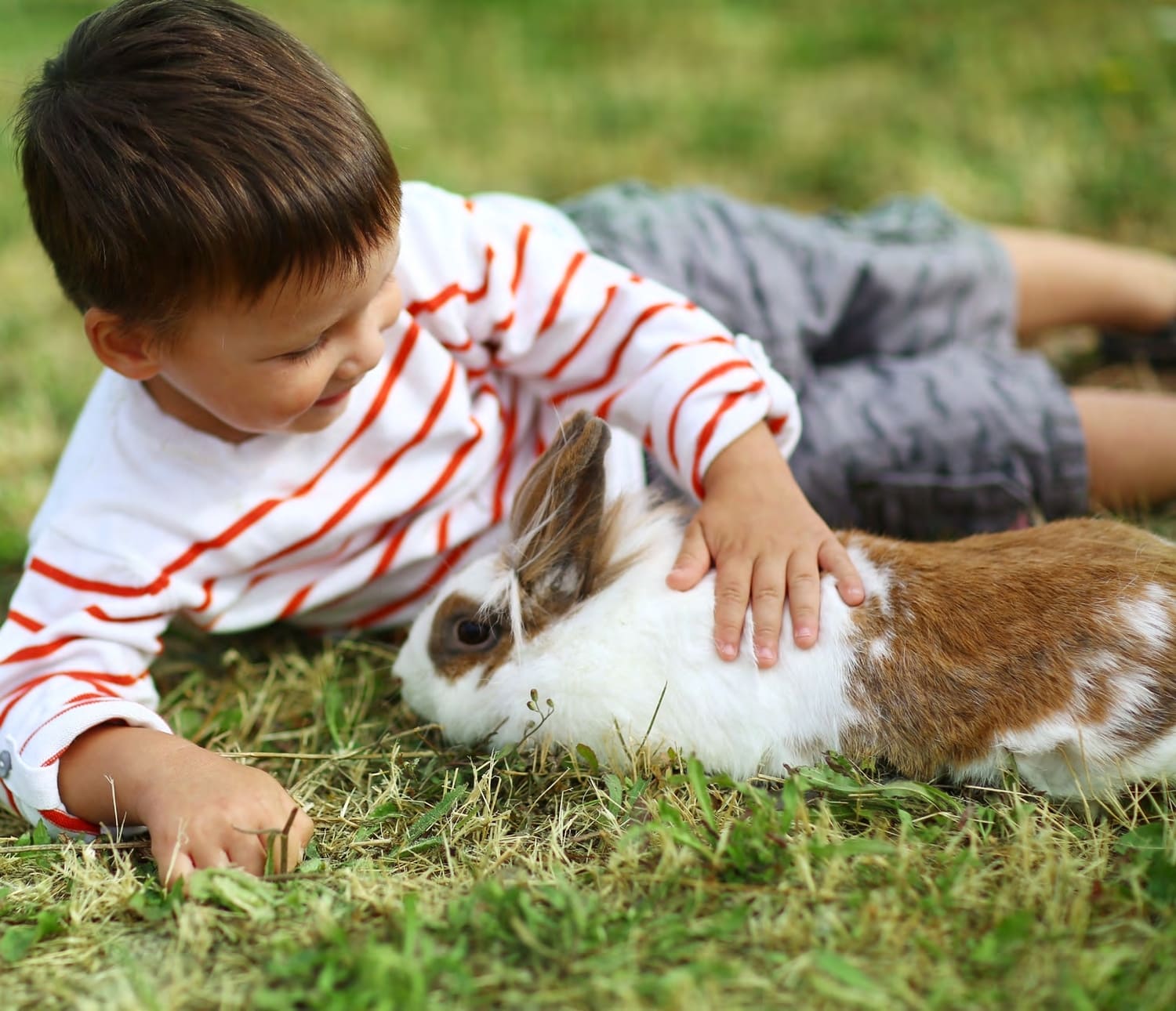 Farmer’s Market Petting Farm amenity image