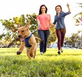 Dog Park amenity image