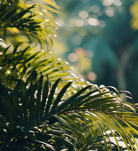 Rainforest boardwalk amenity image