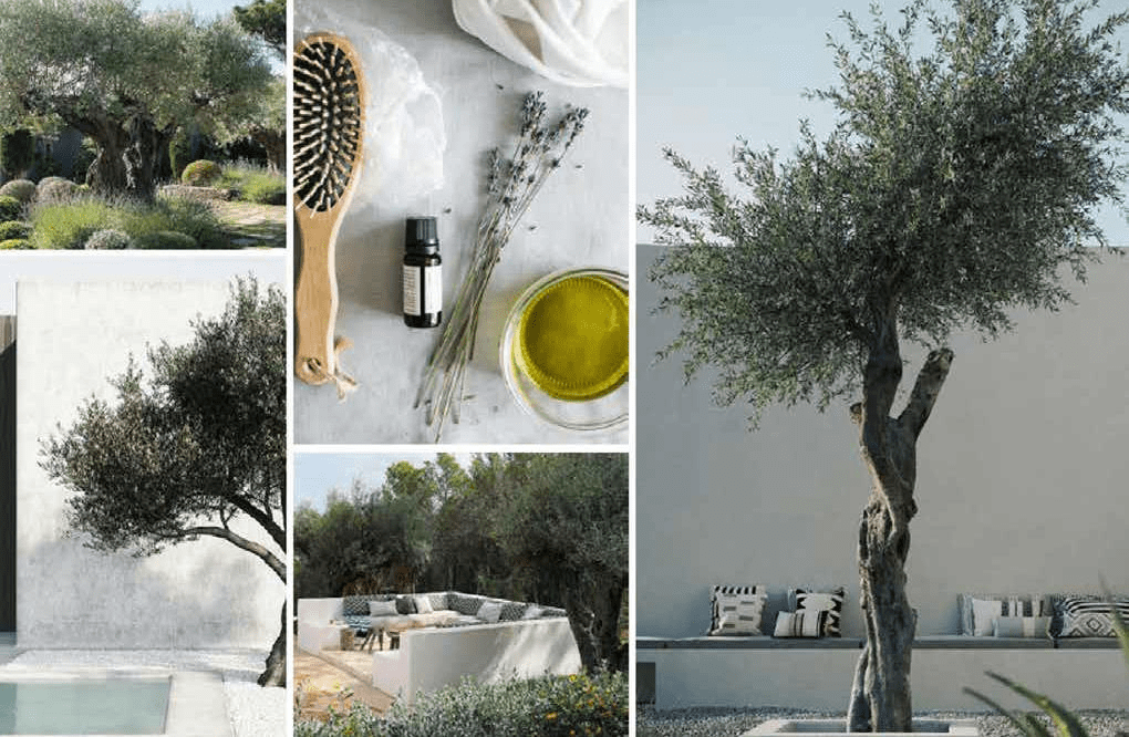 Olive Trees Garden amenity image