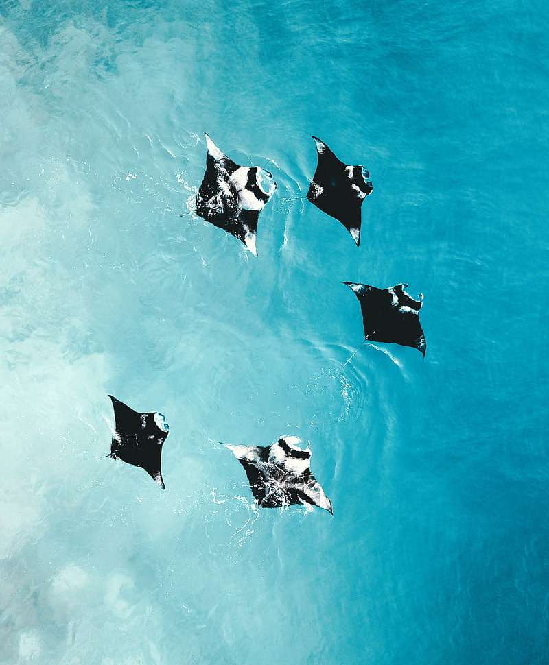 Aquarium Mantaray amenity image