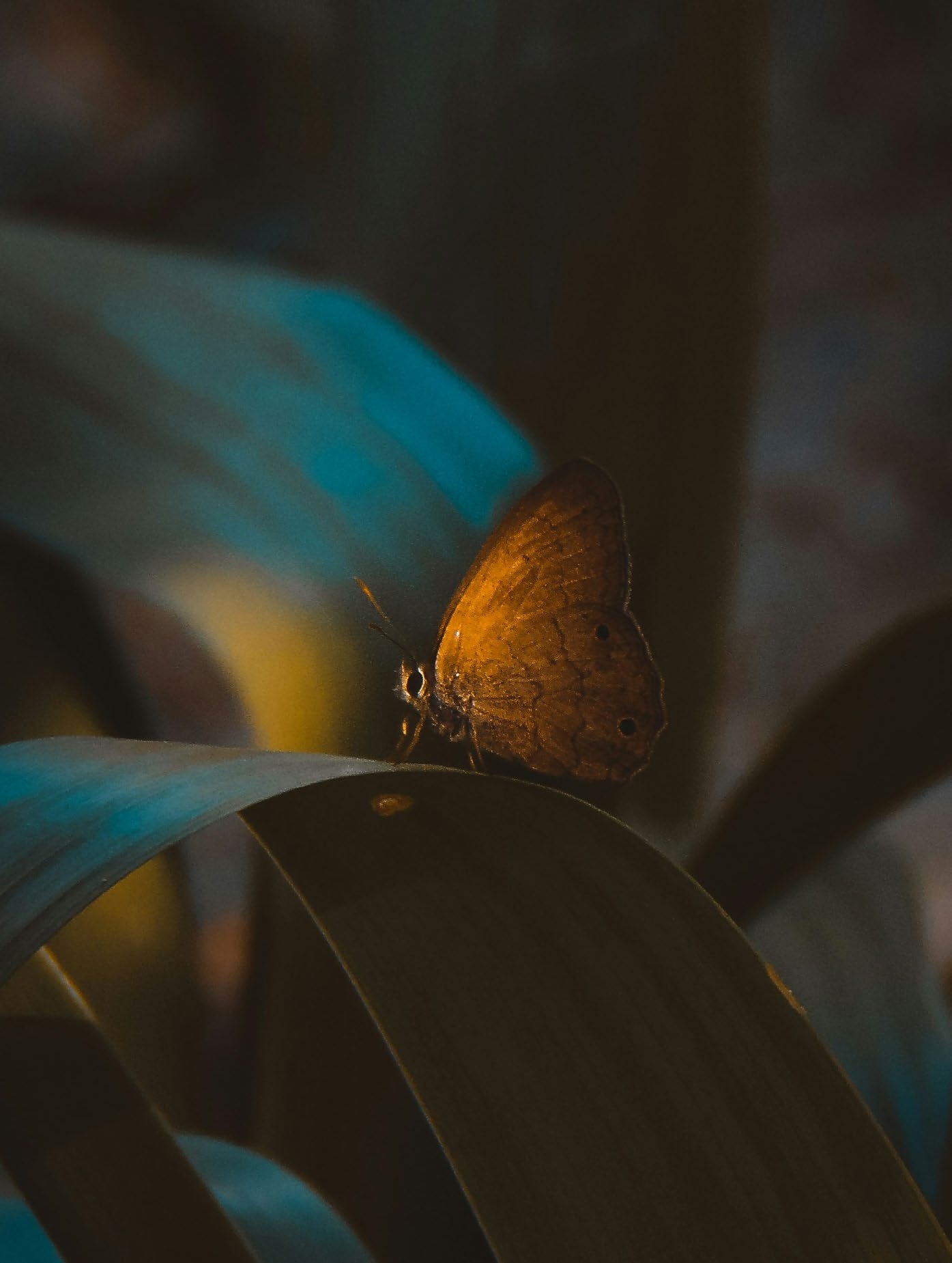 Zen Gardens amenity image