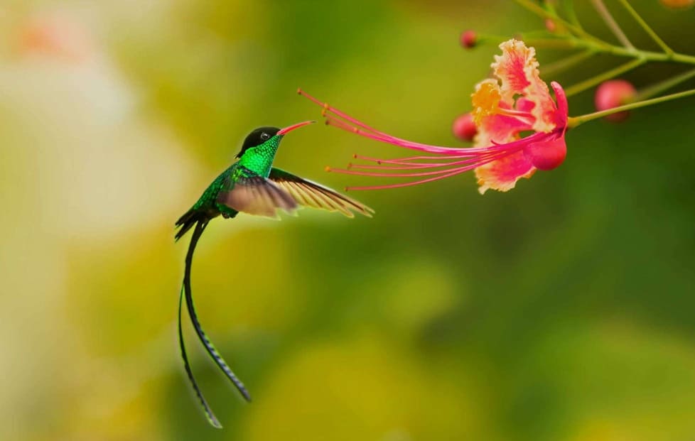 ORNAMENTAL GARDENS amenity image