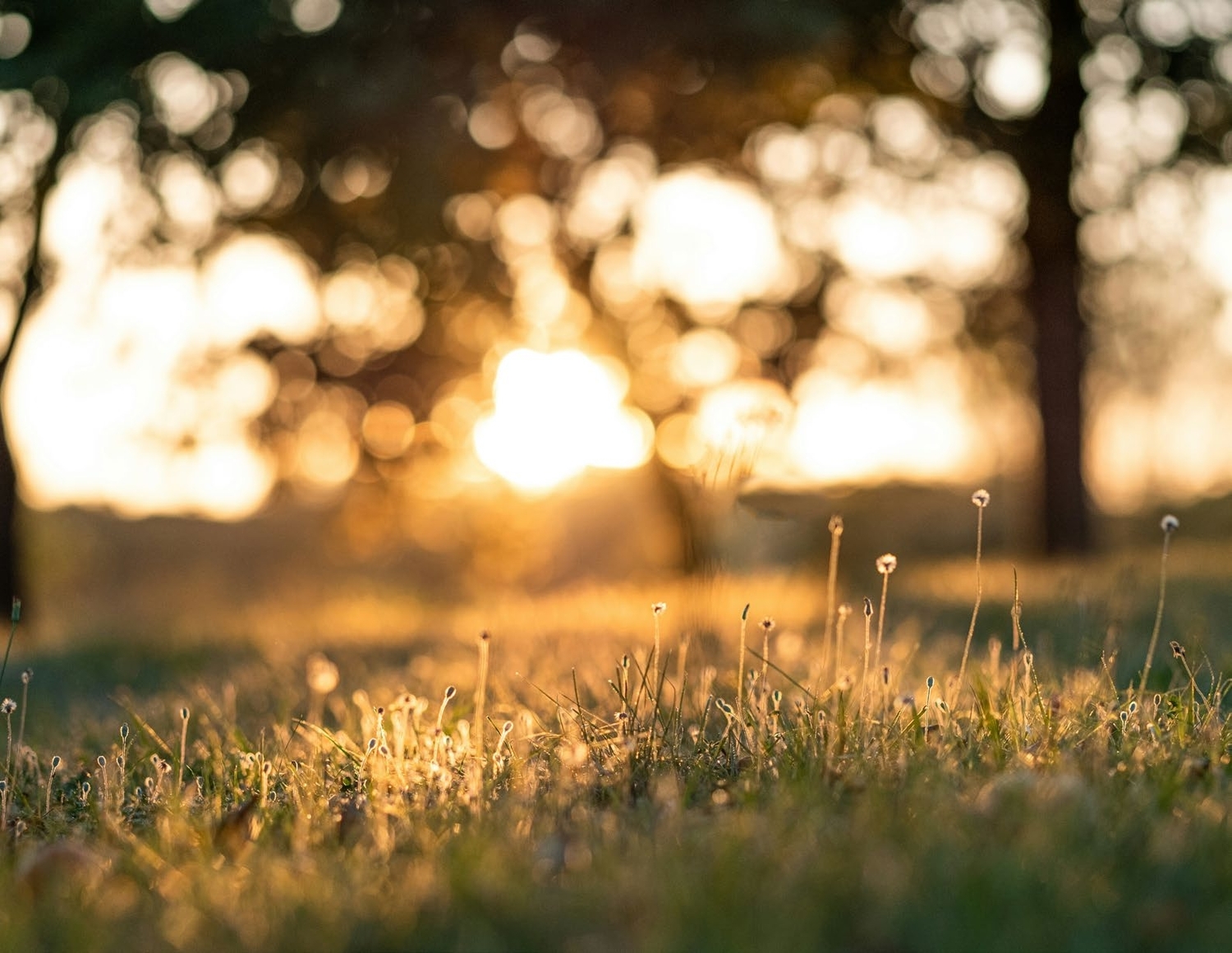 Green Spaces amenity image