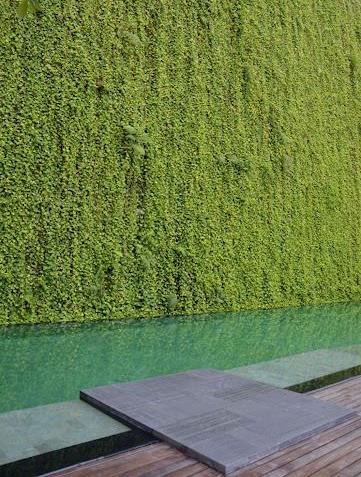 Lush green walls amenity image