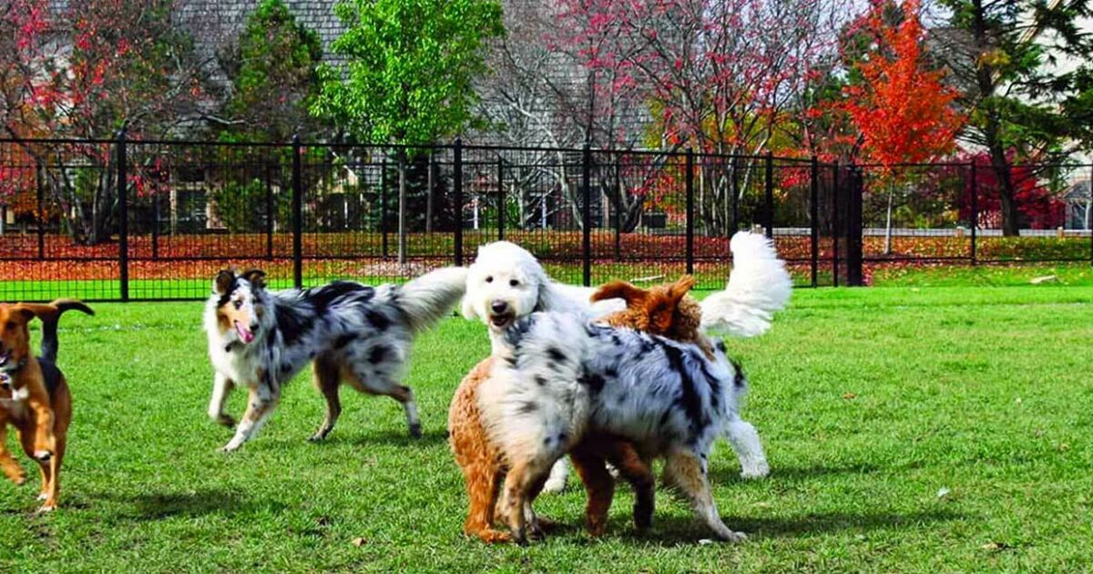 Dog Park amenity image