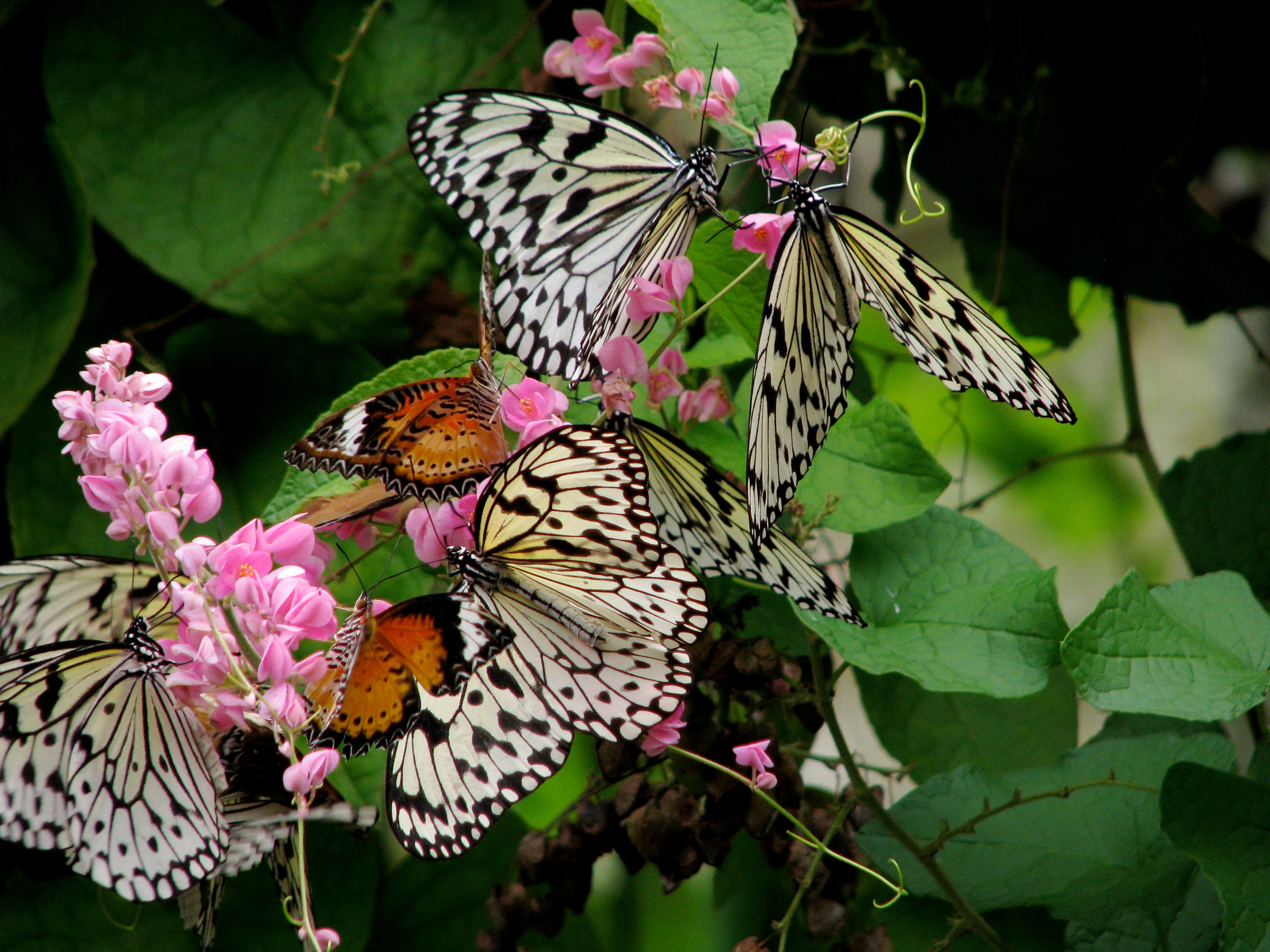 Butterfly Garden amenity image