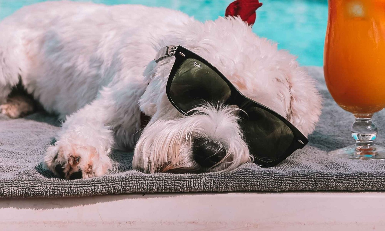 Pet Friendly amenity image