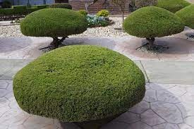 Manicured landscaping amenity image