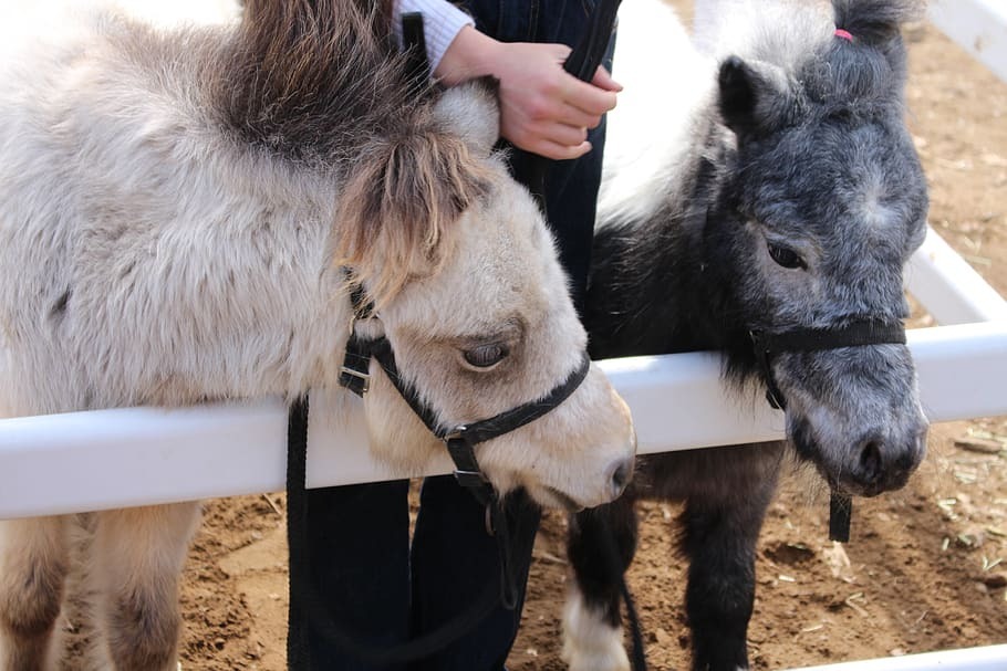 Farmer’s Market Petting Farm amenity image