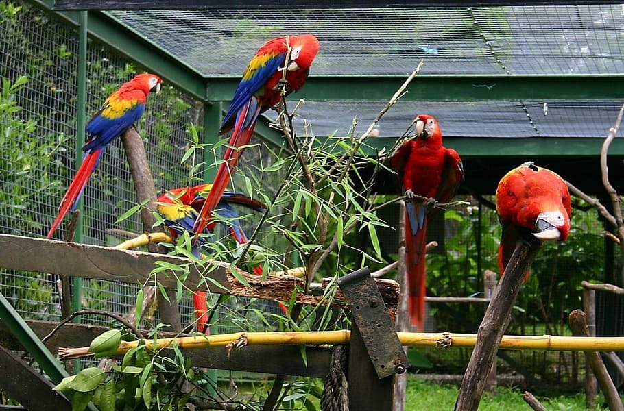 Bird Enclosure amenity image