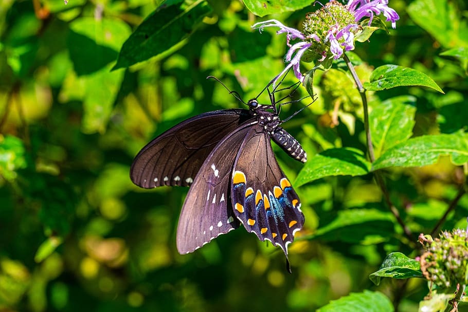 Butterfly Garden amenity image