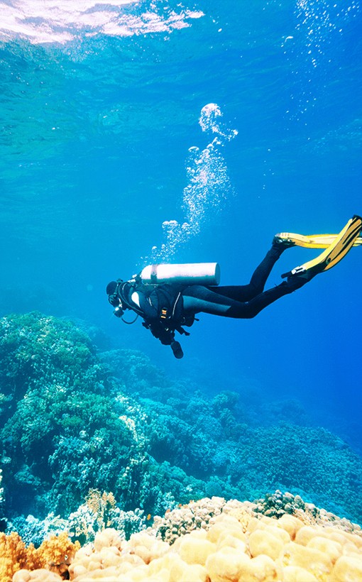 Unique Coral Reef Diving Experience amenity image
