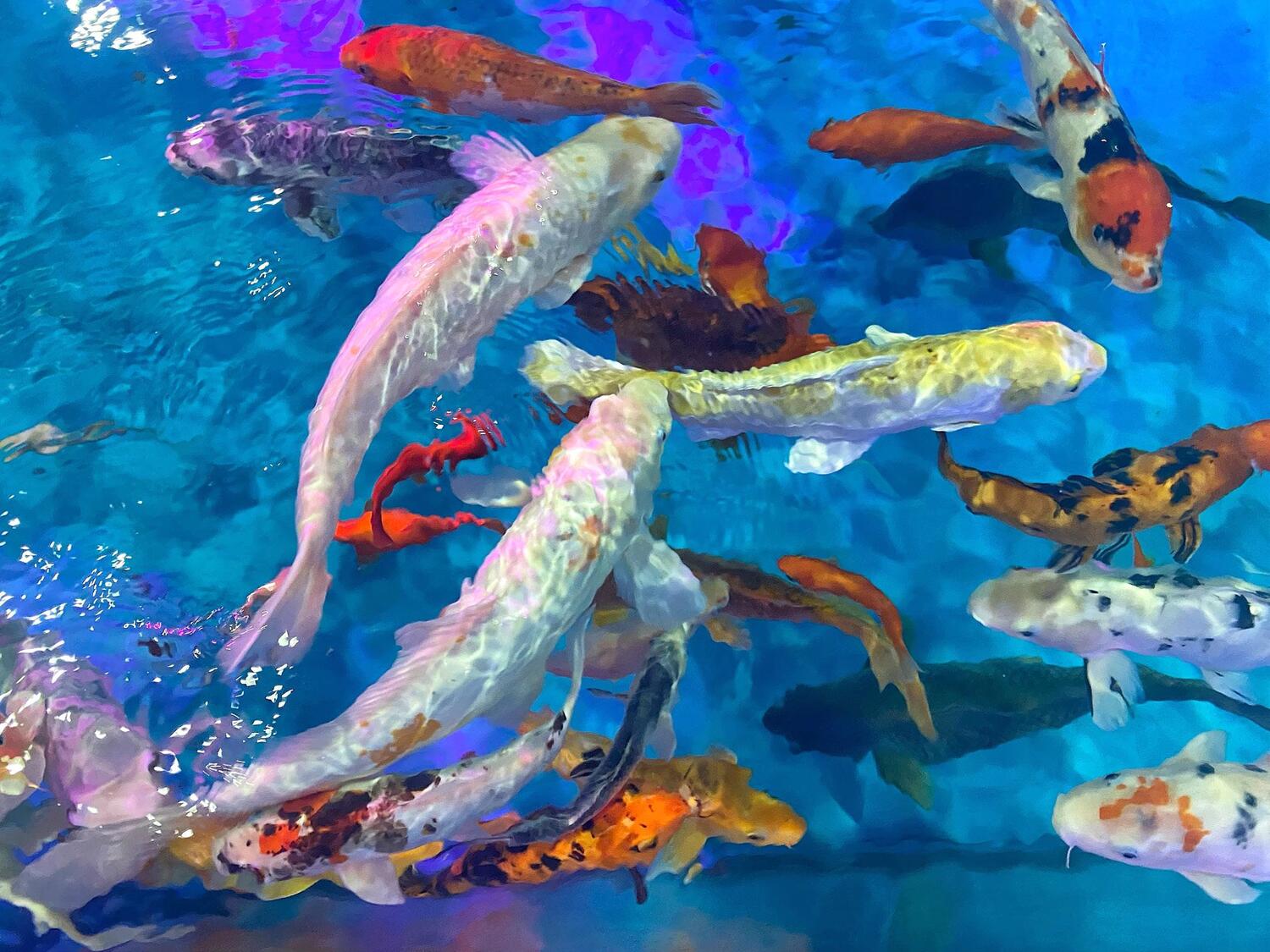 Koi Pond amenity image