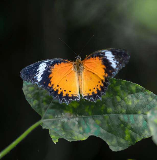Lush Mediterranean Gardens amenity image